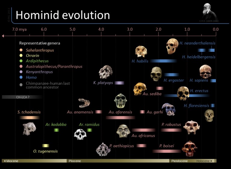 Hominid Timeline The Hominid Post
