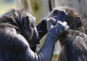 Two chimpanzee's groom each other as they sit together in the Budongo Trail enclosure at Edinburgh Zoo