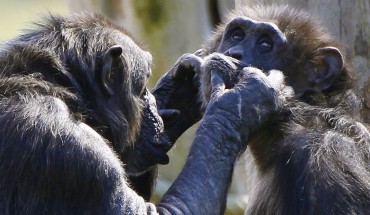 Two chimpanzee's groom each other as they sit together in the Budongo Trail enclosure at Edinburgh Zoo