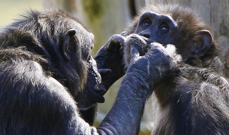 Two chimpanzee's groom each other as they sit together in the Budongo Trail enclosure at Edinburgh Zoo