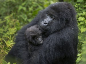 Mother_Gorilla