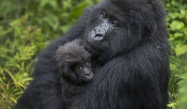 Mother_Gorilla