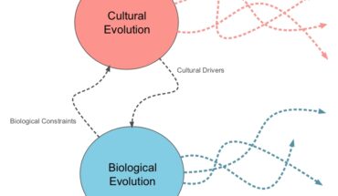 cultural evolution